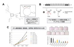 核酸医薬を用いた腹腔内治療で、難治性の胃がん腹膜播種（ふくまくはしゅ）を治療する