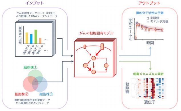 がんゲノム情報×細胞シミュレーションで個別化医療へ大きく前進