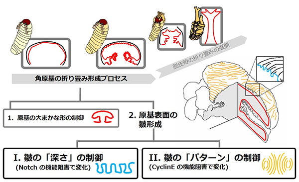 カブトムシの角の形を決めるメカニズムを明らかに 〜「折り畳み方」を決める仕組み〜