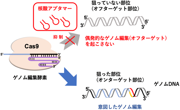 より安全にゲノム編集ができる技術を開発