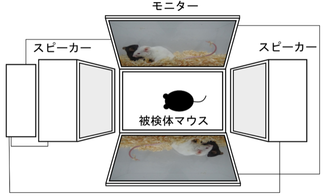 マウスは動画を見てストレスを感じる ～間接的なストレス曝露により報酬感受性が低下～