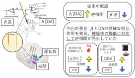 価値と運動を表す脳の化学信号を線条体で発見～新手法で迫る電気と化学の相互作用～