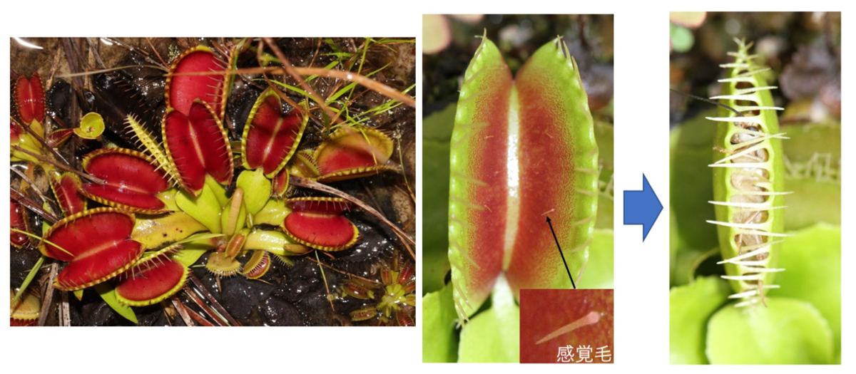 食虫植物ハエトリソウの記憶の仕組みを解明