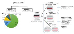 遺伝性乳癌の遺伝学的・臨床学的特徴を解明