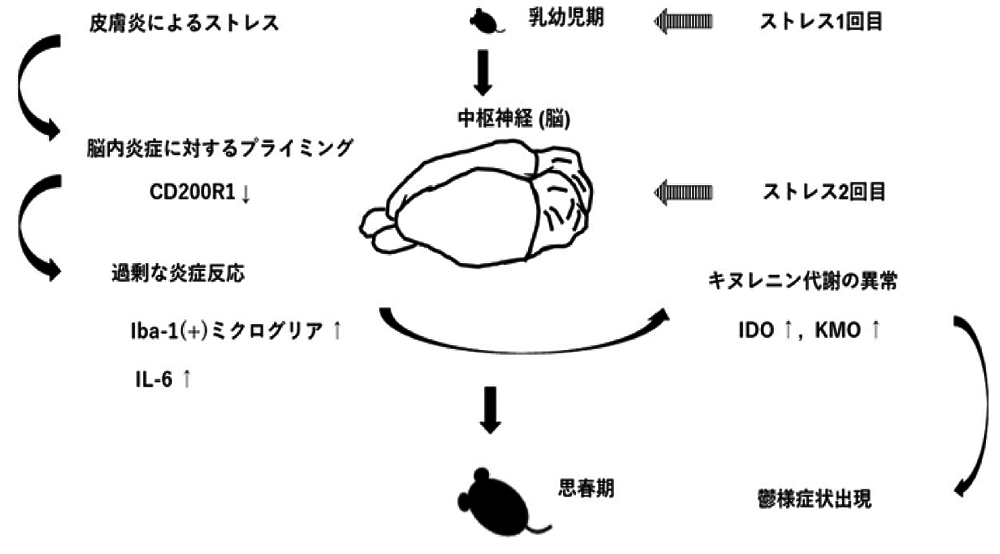幼少期のアトピー性皮膚炎が思春期の精神疾患を誘導 ～動物実験でその可能性を証明～
