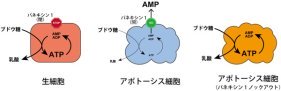 死にゆく細胞のATP濃度変化を詳細に可視化することに成功
