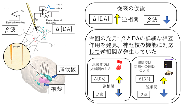 価値と運動を表す脳の化学信号を線条体で発見～新手法で迫る電気と化学の相互作用～