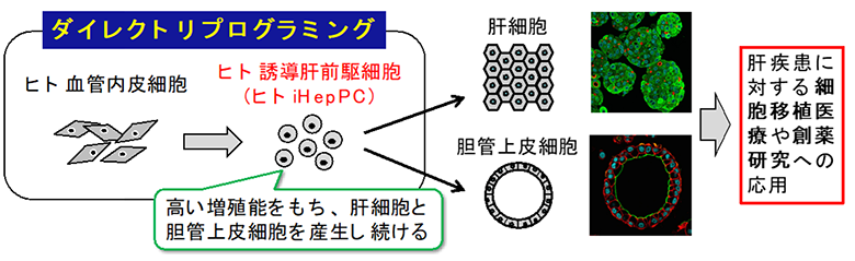 ダイレクトリプログラミング法を用いてヒト肝前駆細胞を作製することに成功