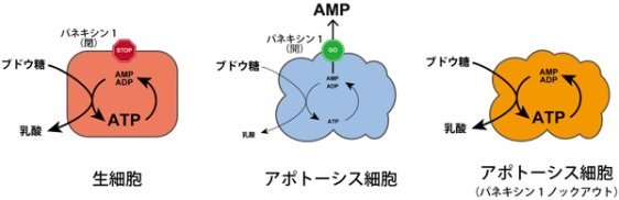 死にゆく細胞のATP濃度変化を詳細に可視化することに成功