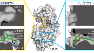 隠れた薬剤結合部位を発見し、安定化する技術の確立に成功