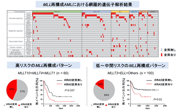 急性骨髄性白血病の予後を予測する新規マーカーを発見～リスクに応じた適切な治療につながる可能性～