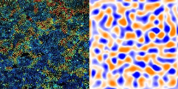細胞集団による波パターン形成の新理論を発表～力学-生化学相互作用による集団の振る舞い～