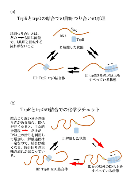 タンパク質・DNA間の結合に新機構を発見 分子の揺らぎを利用する化学ラチェットの可能性