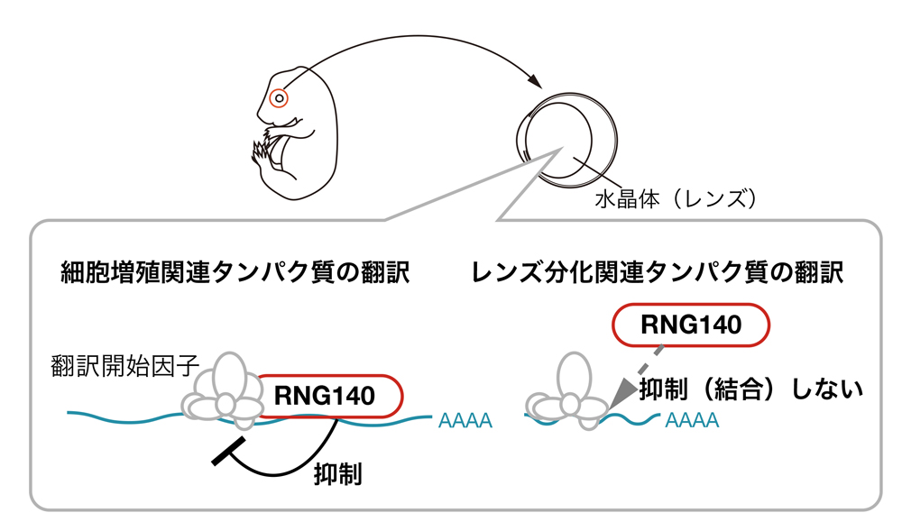 目の水晶体(レンズ)形成におけるタンパク質合成制御の仕組みを発見
