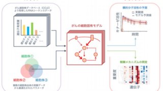 がんゲノム情報×細胞シミュレーションで個別化医療へ大きく前進