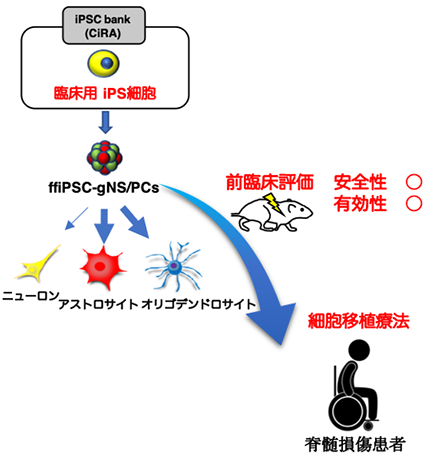 臨床用ヒトiPS細胞から脊髄損傷に有効性を示すグリア細胞の作製に成功