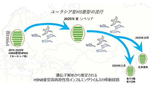 大陸を渡ったH5N8亜型 高病原性鳥インフルエンザウイルス