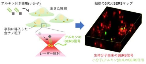生きた細胞中の低分子薬剤を可視化～薬剤の取り込みをリアルタイムに観察可能に～