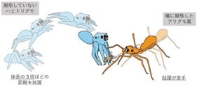 蟻そっくりに擬態するアリグモ属は、擬態によって本来の跳躍力や捕食能力が低下していることを発見