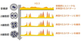 受精卵らしさを生みだすエピゲノム制御機構を解明