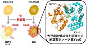 大豆と納豆菌のせめぎ合いの仕組みを解明～生きた大豆は納豆菌を嫌い、納豆菌は死んだ大豆が好き～
