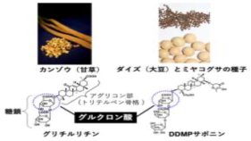 植物の甘味成分グリチルリチンの酵母生産に成功
