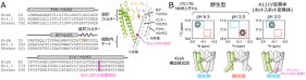 K+チャネルの病因性変異による機能変調機構を解明～溶液NMR法を活用した動的構造の解析により明らかに～