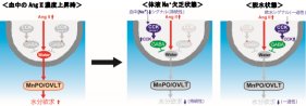 水分摂取を抑制する脳内メカニズムを解明 ～口渇感を調節する新たな脳機能の発見～