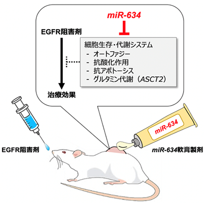 がん抑制型miRNA-634の経皮投与によるEGFR阻害剤の治療効果の増強