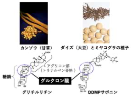 植物の甘味成分グリチルリチンの酵母生産に成功