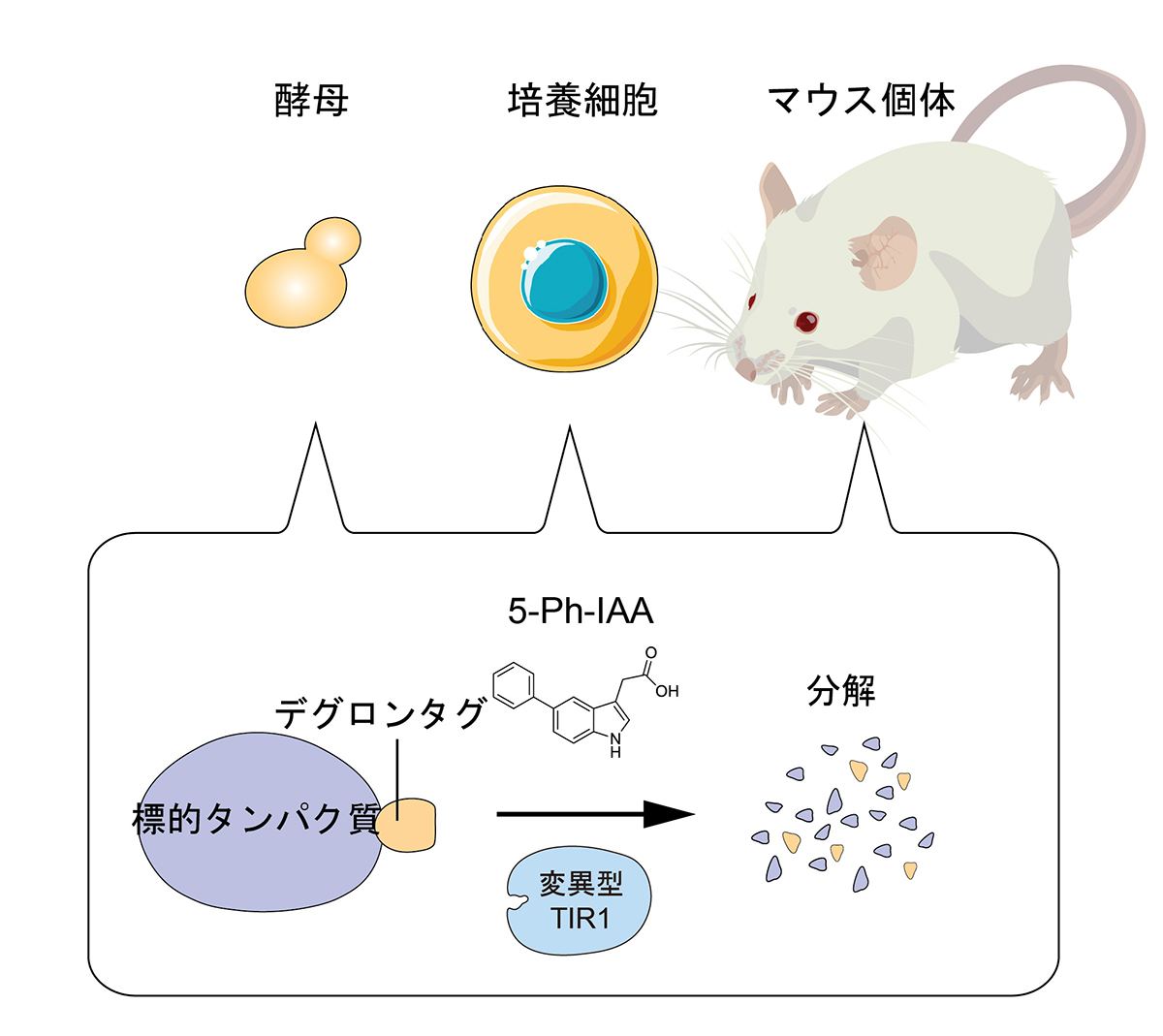 遺伝学的タンパク質除去:AID2による細胞及びマウス個体におけるタンパク質高速分解