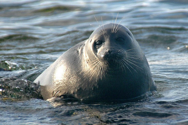 バイカルアザラシのユニークな生態： わずか0.1グラムの小さな獲物を1匹ずつ食べていた