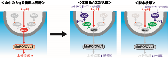 水分摂取を抑制する脳内メカニズムを解明 ～口渇感を調節する新たな脳機能の発見～