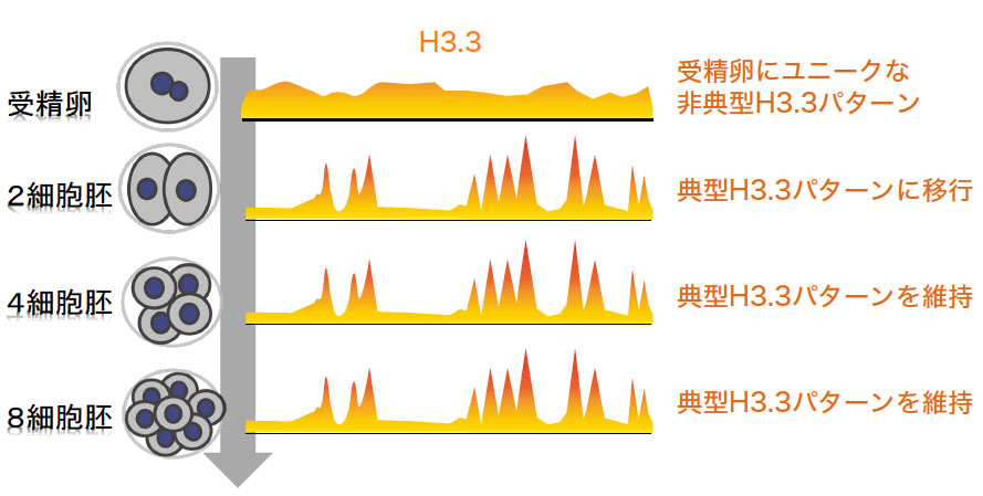 受精卵らしさを生みだすエピゲノム制御機構を解明