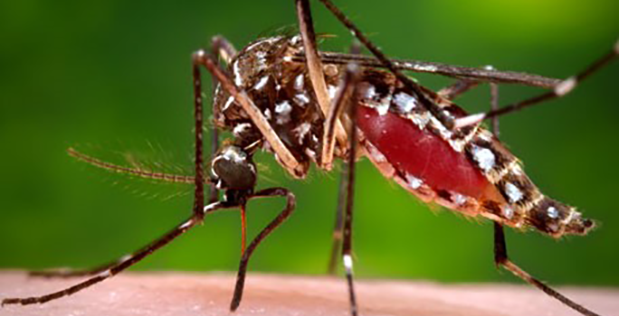 米国：DARPAが蚊の媒介する疾病から兵士を守るために、ヒト皮膚マイクロバイオーム研究を推進