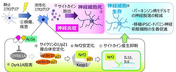 神経炎症の抑制を可能にする新規化合物を発⾒~iPS-ドパミン神経前駆細胞の移植を促進~ 神経炎症の抑制を可能にする新規化合物を発⾒~iPS-ドパミン神経前駆細胞の移植を促進~