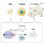 遺伝学的タンパク質除去:AID2による細胞及びマウス個体におけるタンパク質高速分解 遺伝学的タンパク質除去:AID2による細胞及びマウス個体におけるタンパク質高速分解