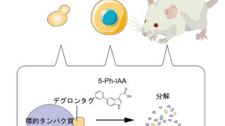 遺伝学的タンパク質除去:AID2による細胞及びマウス個体におけるタンパク質高速分解
