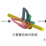 染色体DNAをつかまえろ!〜コヒーシンローダーの役割〜