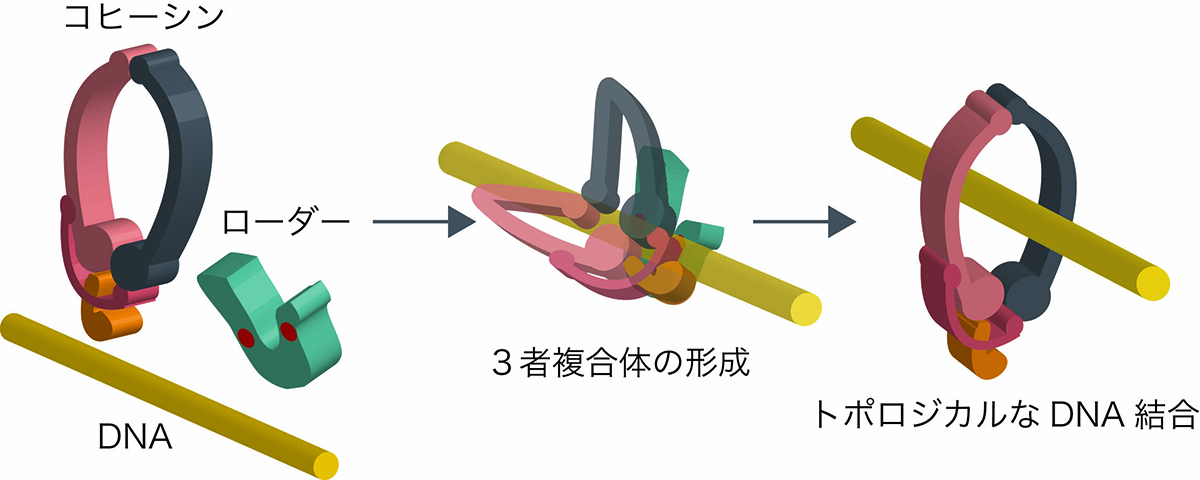 染色体DNAをつかまえろ!〜コヒーシンローダーの役割〜