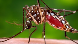 米国：DARPAが蚊の媒介する疾病から兵士を守るために、ヒト皮膚マイクロバイオーム研究を推進