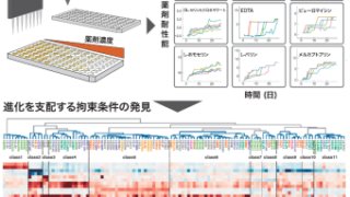 ロボットによる微生物の大規模進化実験 ～薬剤耐性進化を支配する拘束条件を発見～