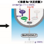 水分摂取を抑制する脳内メカニズムを解明 ~口渇感を調節する新たな脳機能の発見~ 水分摂取を抑制する脳内メカニズムを解明 ~口渇感を調節する新たな脳機能の発見~