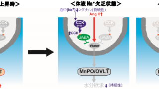 水分摂取を抑制する脳内メカニズムを解明 ～口渇感を調節する新たな脳機能の発見～