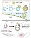 肺や浮袋が膨らむ仕組みの解明 ～オートファジーの新たな役割を発見～