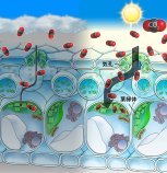 世界初、変動する光に対する植物葉内のCO2輸送の挙動を捉えた!