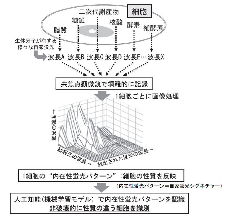 微生物の生理的状態を最短10分で定量的に評価し、識別する技術を開発