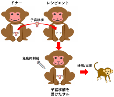 世界初、非ヒト霊長類動物で子宮移植後の出産に成功～子宮性不妊患者に希望の光～