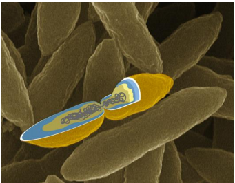 地下で発見!ゲノムが膜で包まれたバクテリア ～新しい門に分類される常識外れの細菌の培養に成功～
