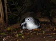 準絶滅危惧種オオミズナギドリの大規模繁殖地が危機に